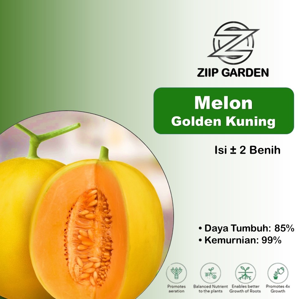 Bibit Buah Melon Golden Kuning F1 Hibrida