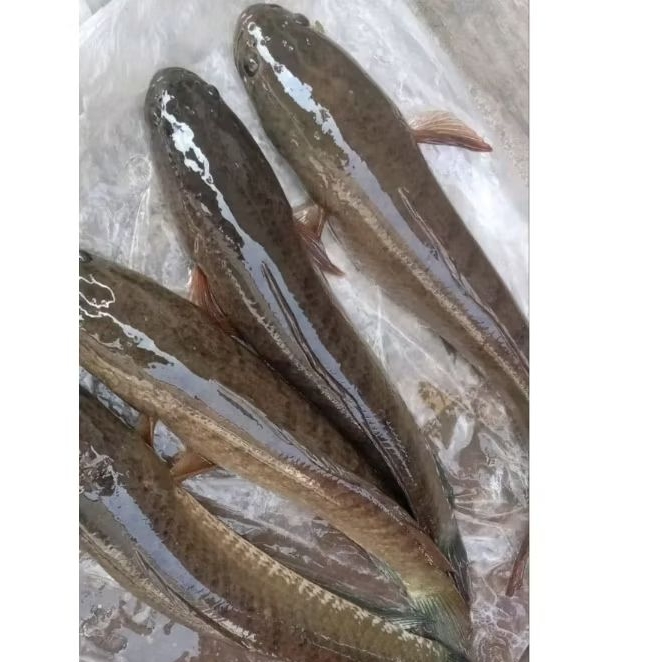 

Ikan Gabus segar ikan gabus live hidup 1kg