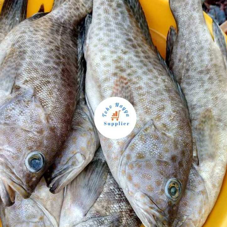 

Ikan Kerapu Fresh Segar | Ikan Kerapu Laut