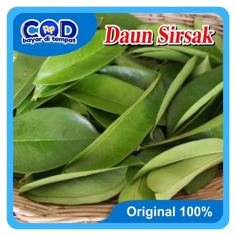 

[C O D] Daun sirsak segar 100gram Untuk Obat Tradisional