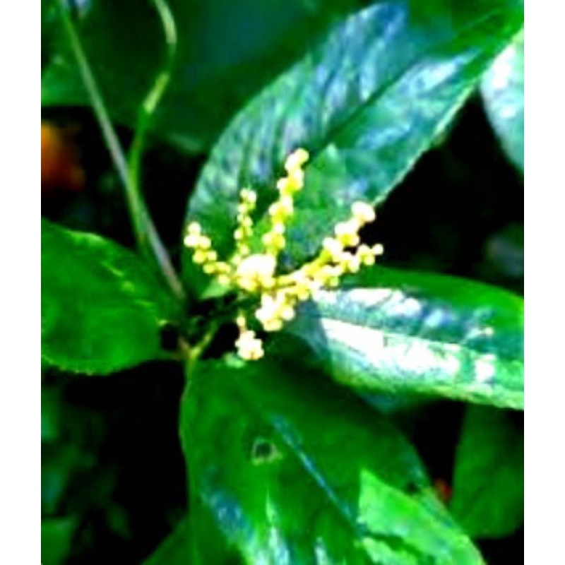 

Jual daun keras tulang segar petik langsung 500 gram