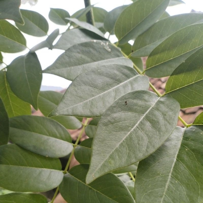 

Daun Gamal /Dadap Cangkring segar 500gram