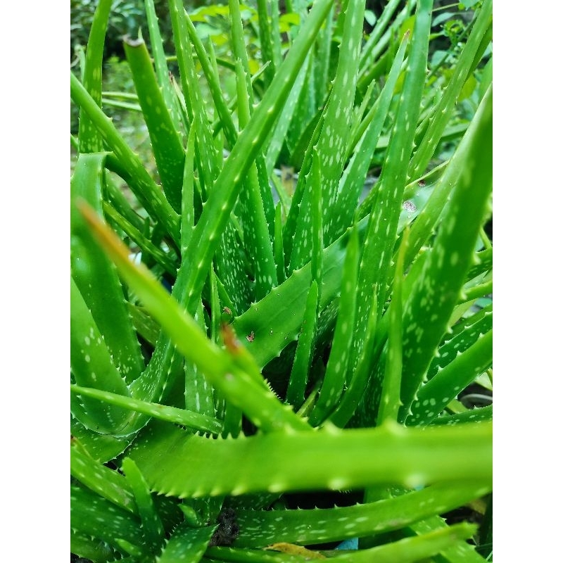 

Aloe Vera Segar 200gr | Lidah Buaya Alami untuk Rambut & Kulit | Herbal Serba 5 Ribu
