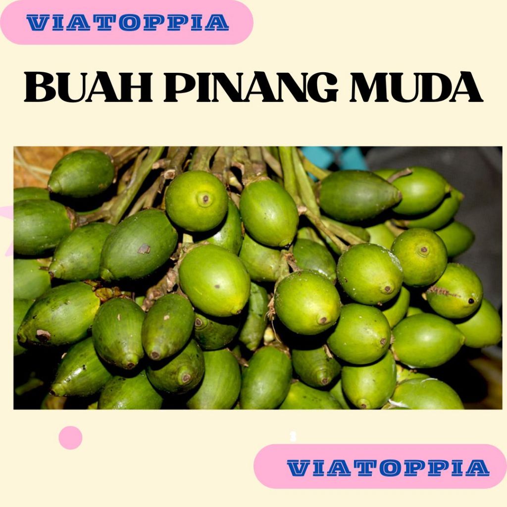 

PINANG MUDA FRESS 1 KG DAN 500 GRAM