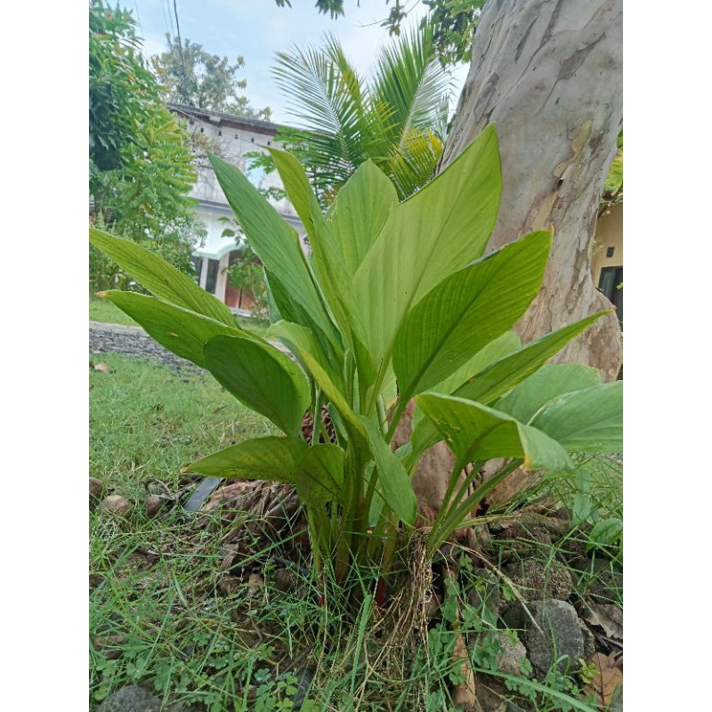 

Daun kunyit segar petik langsung baik 250 gram