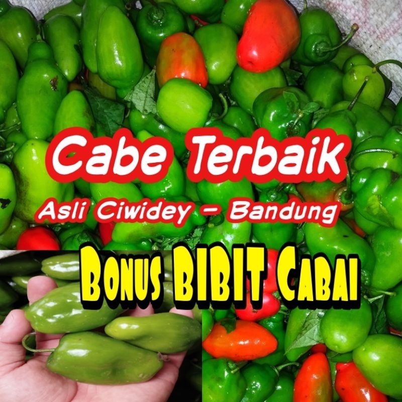 Cabe Gendot , Cabai Bendot Jalapeno, Cabai Gendot Ciwidey Fresh 1 Kg