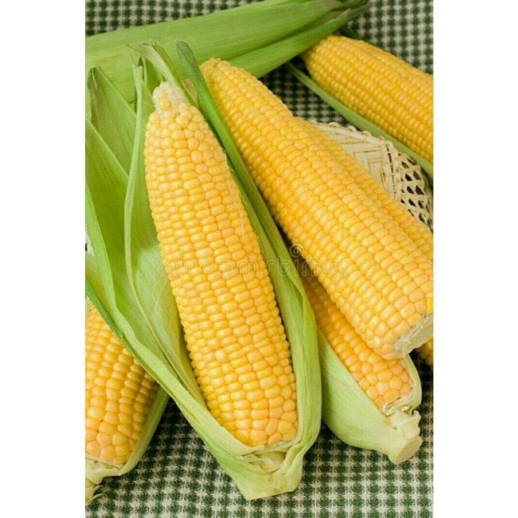 

JAGUNG MADU SATUAN