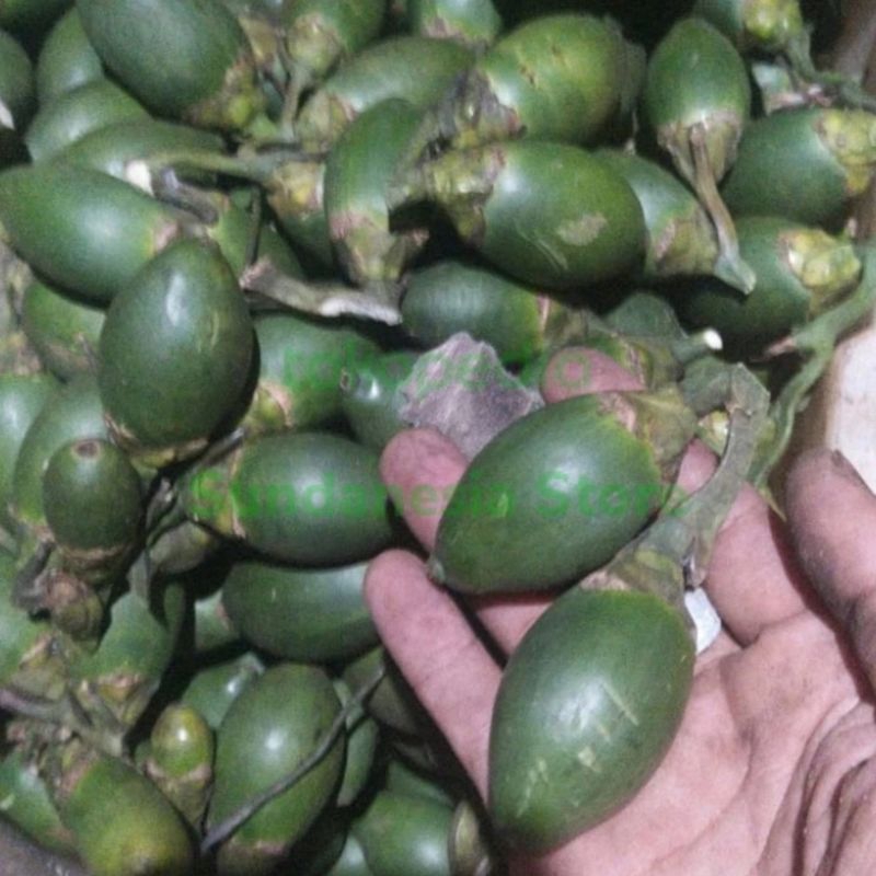 

1kg Buah Pinang Muda Segar -jambe muda fresh Terlaris