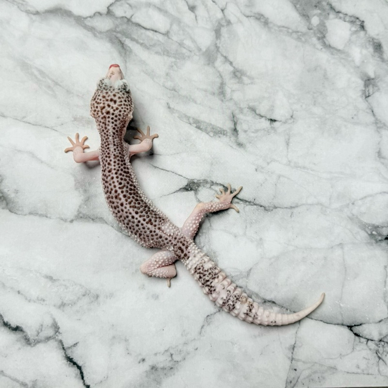 PIED PH TREMPER SSE SUPER SNOW ECLIPSE FEMALE LEOPARD GECKO MAINAN ANAK LUCU JINAK GEKO
