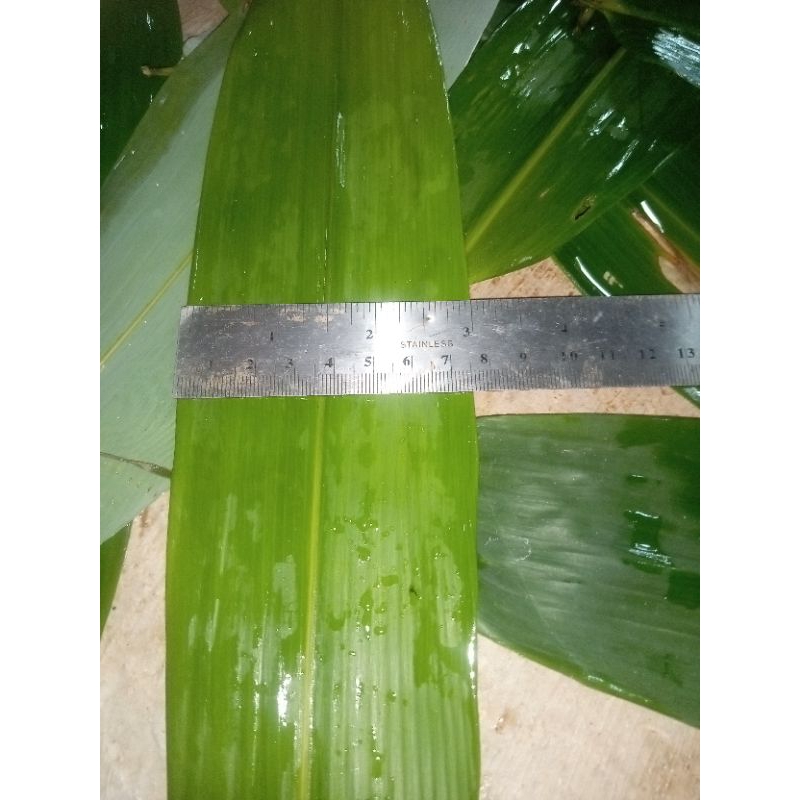 

40 lembar daun bambu fresh untuk bakcang bacang kicang lebar 7-8 Termurah terlaris