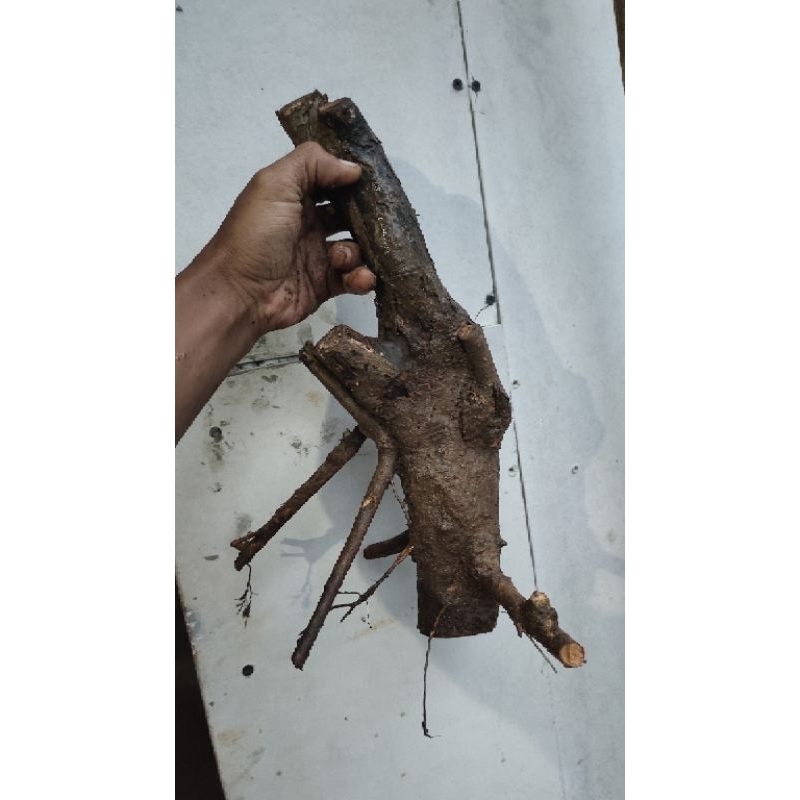 bahan bonsai dongkelan gulgum gulo gumantong realpic sesuai gambar