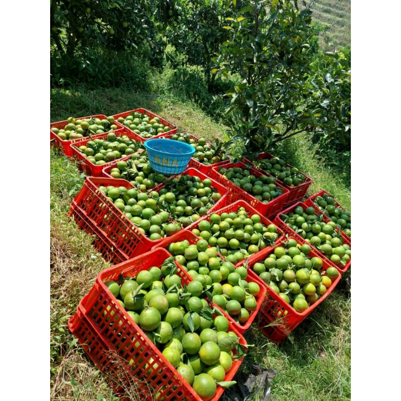 

jeruk baby java grosir 10kg