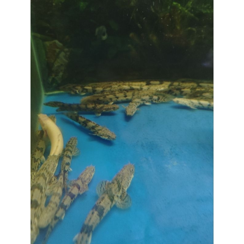 ikan hias palmas endlicheri 5 inch