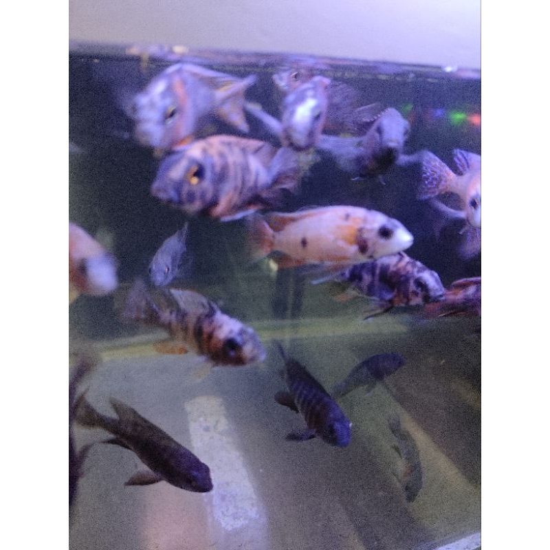 cichlid amerika ikan cichlid ikan hias air tawar 5 ekor