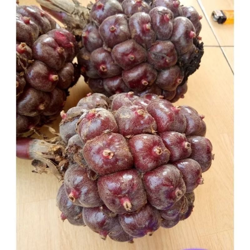

Buah Kecombrang merah Segar Fresh
