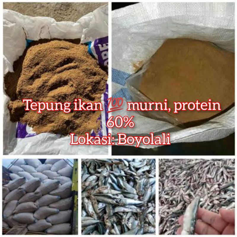 tepung ikan protein tinggi(1kg)