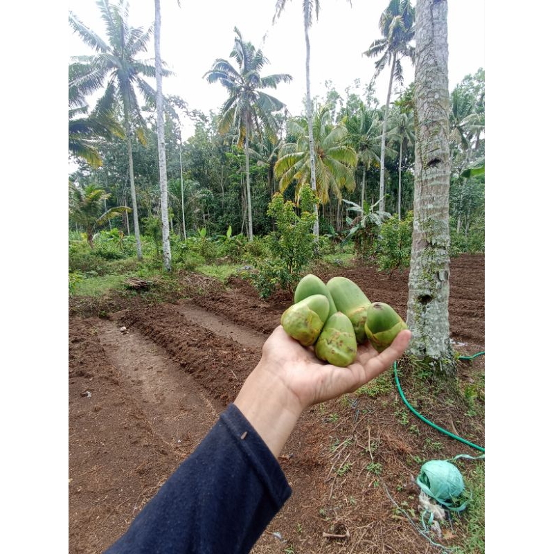 

beluluk kelapa belulok kelopo 1pc