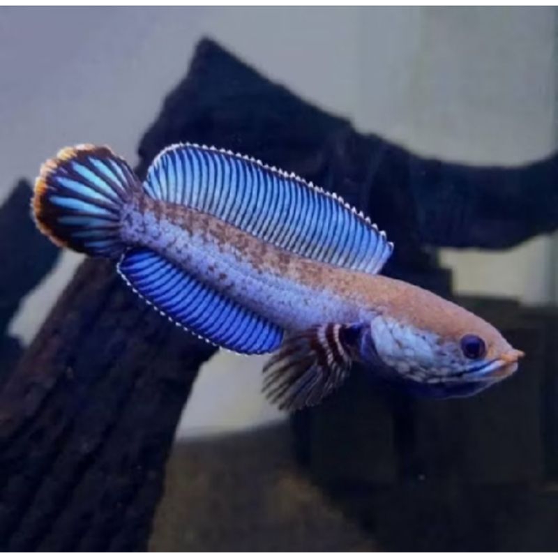 Vitamin Channa Stewarti