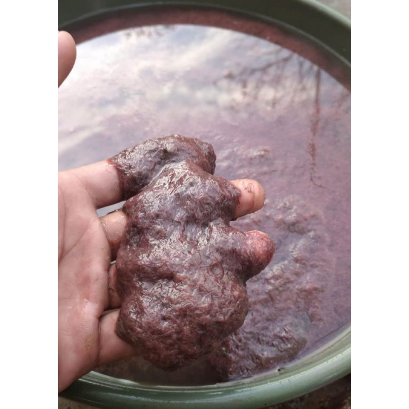 Cacing Sutra | cacing sutra hidup