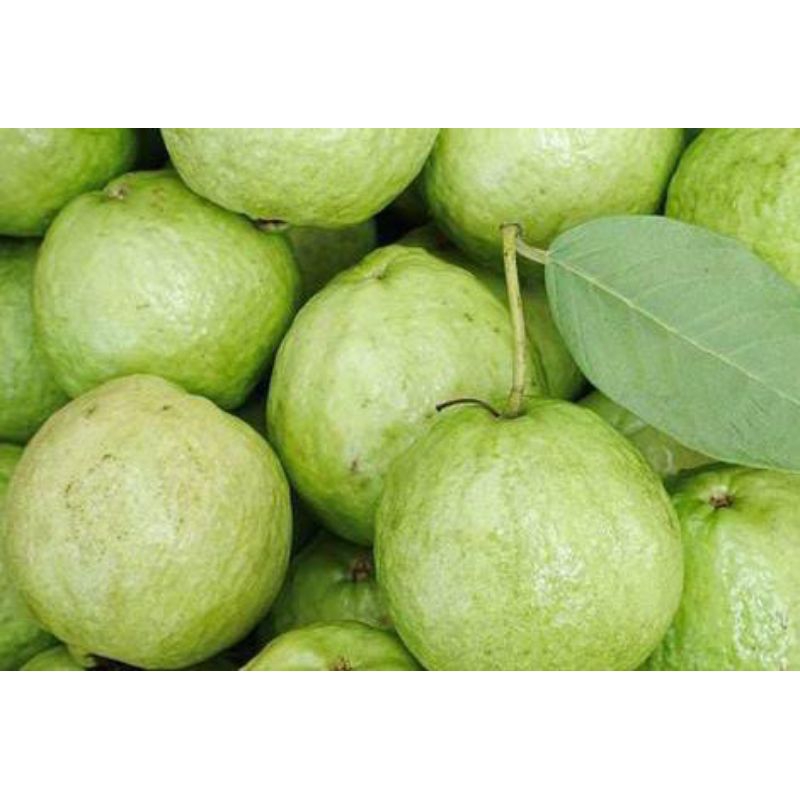 

jambu kristal fresh 1kg