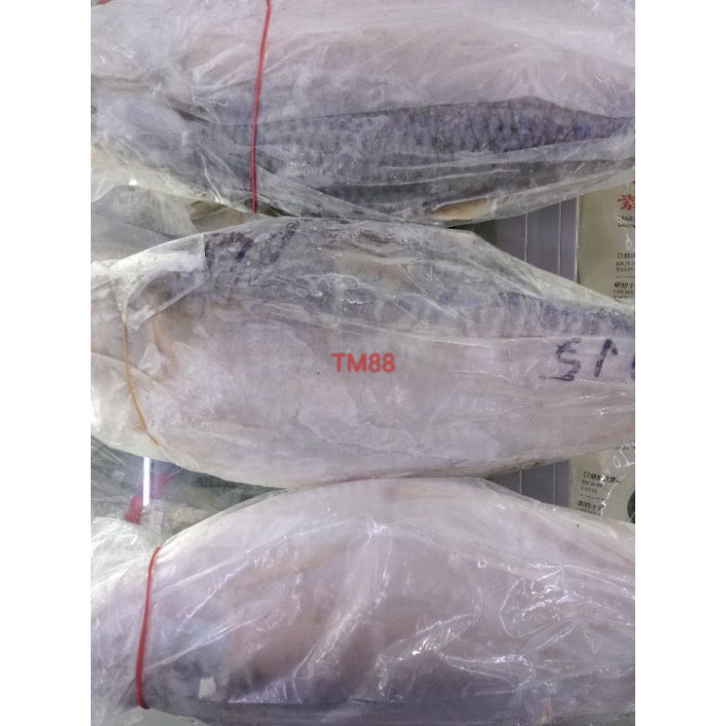 

IKAN TERUBUK/IKAN CHIKOK/IKAN CHIKAK