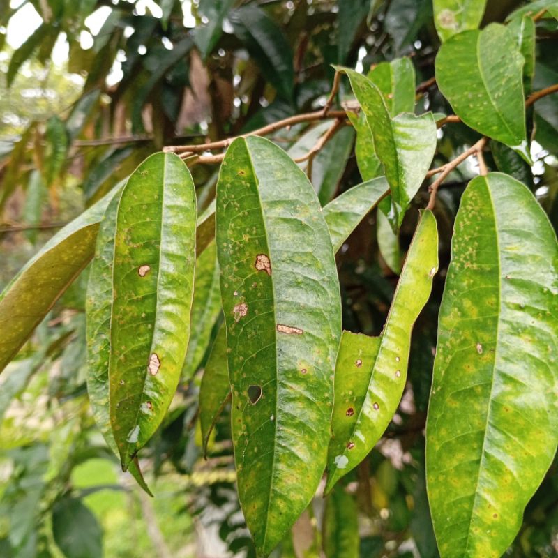

Jual daun durian segar organik paket 1 kg