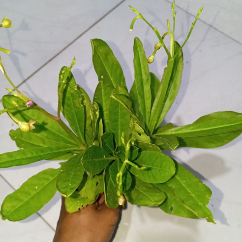 

Daun gingseng jawa segar petik langsung 250 gram