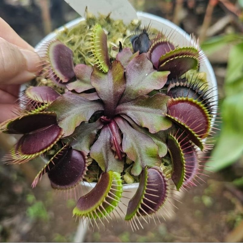 

Dionaea Krampfader