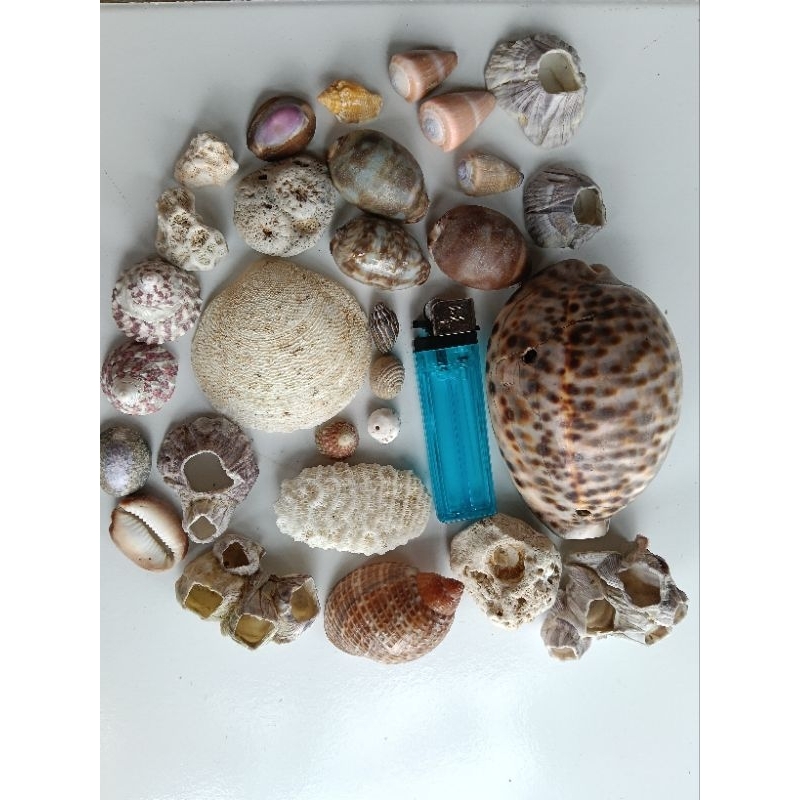 Hiasan aquarium pajangan Aqua scape kerang siput karang dan kima laut pantai pasir putih