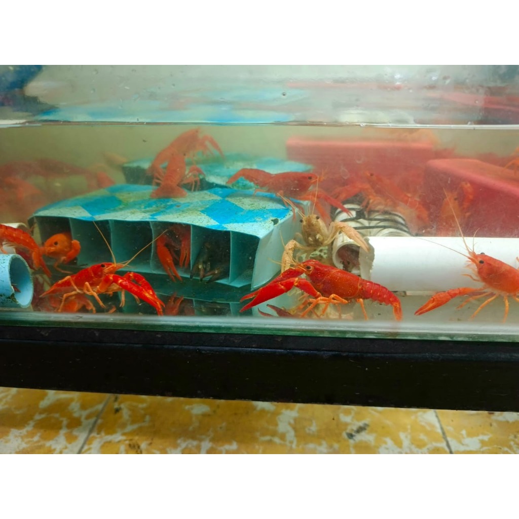 Lobster Hias Air Tawar Red Clarki