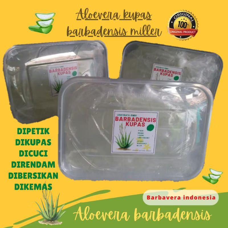 

lidah buaya kupas barbadensis 800gr pengobataan herbal