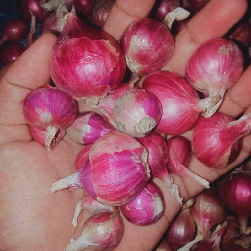 

BAWANG MERAH SUPER dan TANGGUNG / BAMER CAMPUR