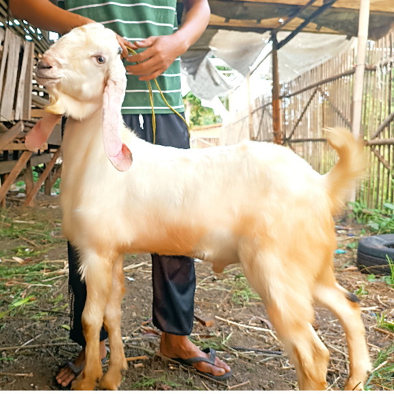 

Kambing Jawa Randu Qurban Atau Aqiqah Free Ongkir Jabodebek