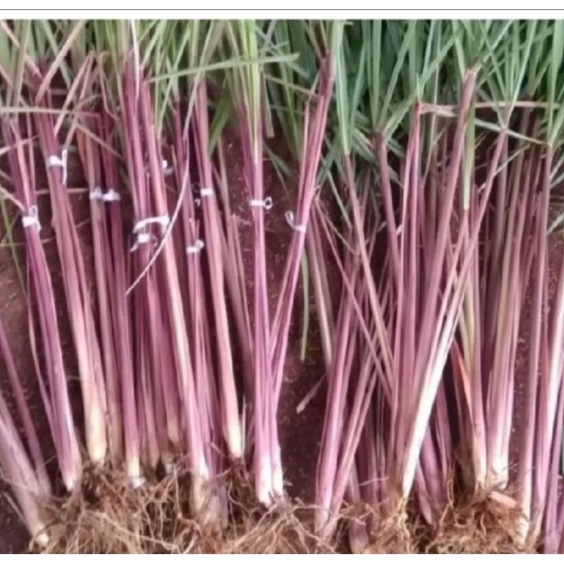 

Sereh merah / sereh lanang segar 500gr bisa untuk bibit