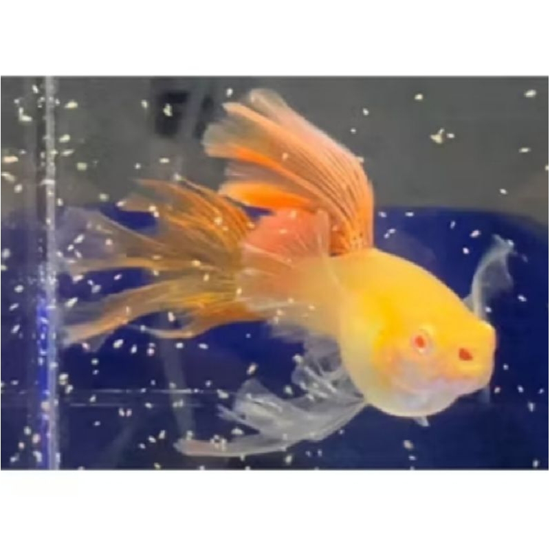 Hiasan Aquarium VVIP GUPPY SWALLOW RIBBON ALBINO RED LACE LINE VIETNAM