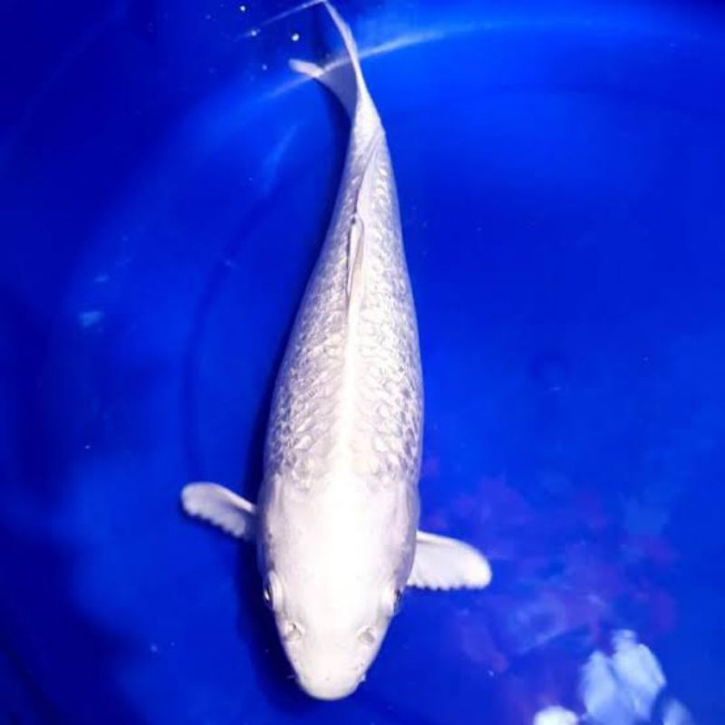 IKAN KOI BIBIT PLATINUM size 7-10cm