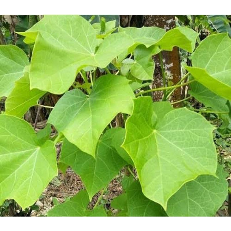 

DAUN JARAK HIJAU SEGAR PANEN SENDIRI 10 LEMBAR