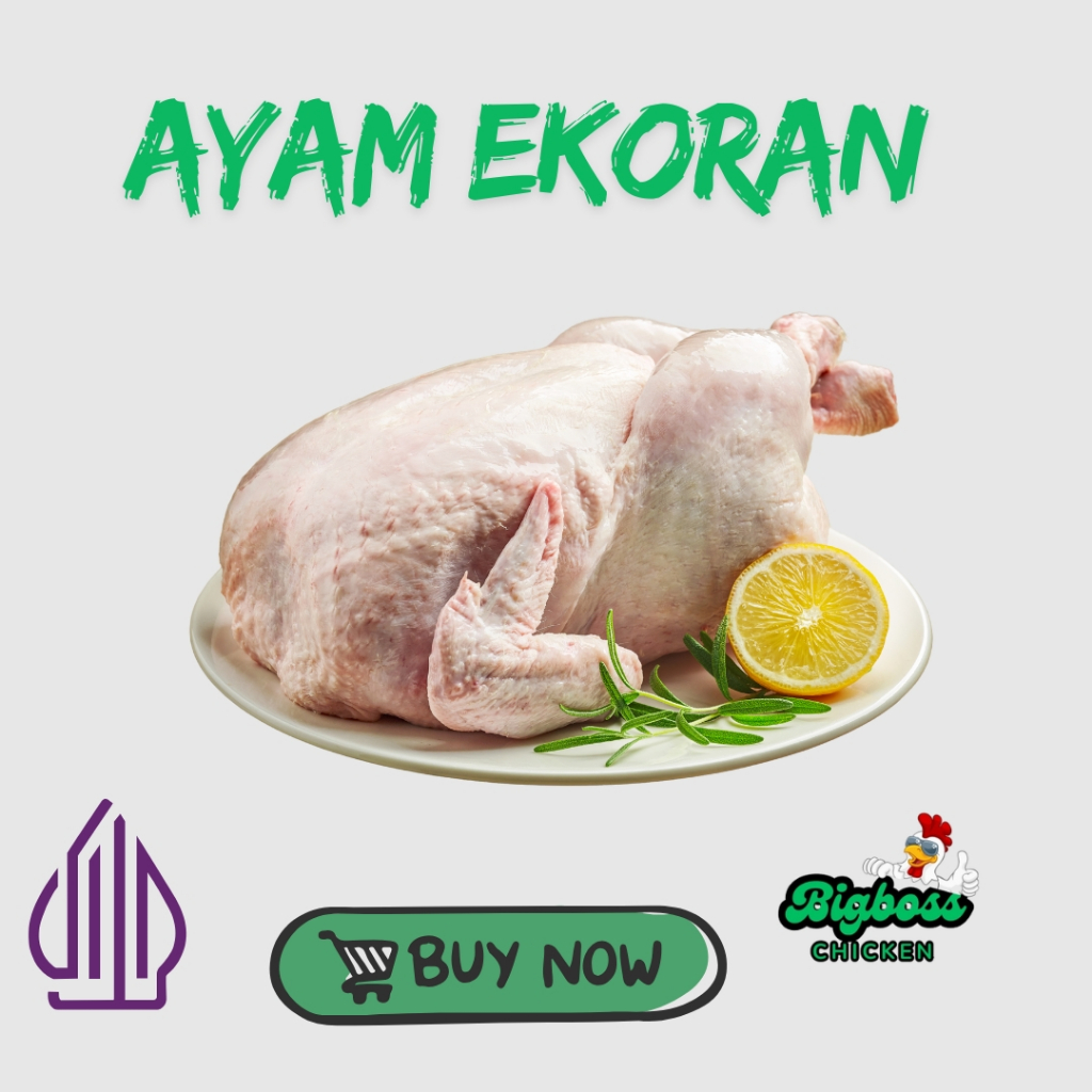

Ayam Boiler Utuh Ukuran 1.3-1.4 kg