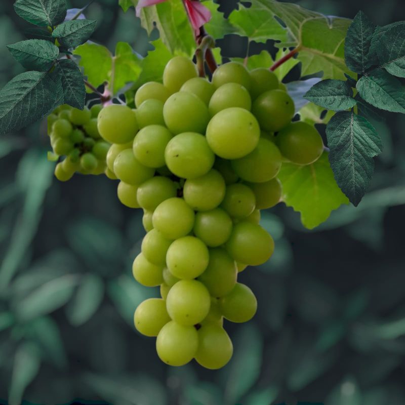 bibit anggur import(TAMAKI)