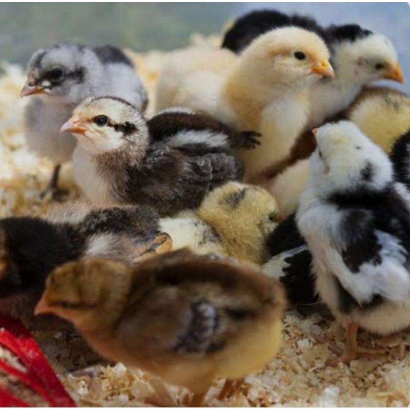 DOC AYAM KAMPUNG ASLI (AKA) Isi ±102 ekor | Sudah vaksin & potong paruh