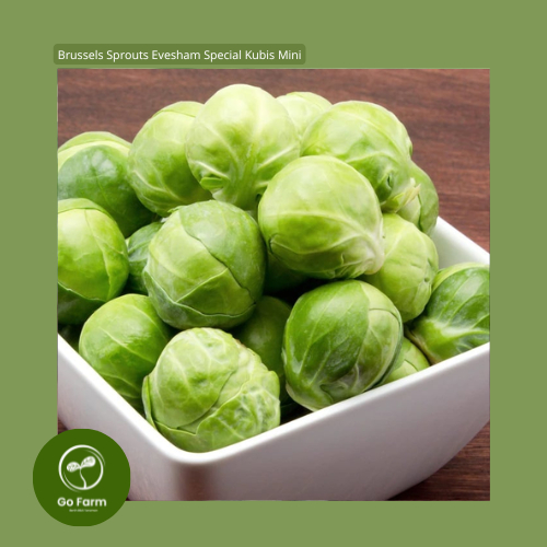 Benih Bibit Brussels Sprouts Evesham Special Kubis Mini