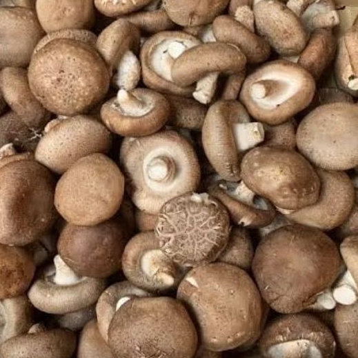 

Jamur Shitake 100 gram