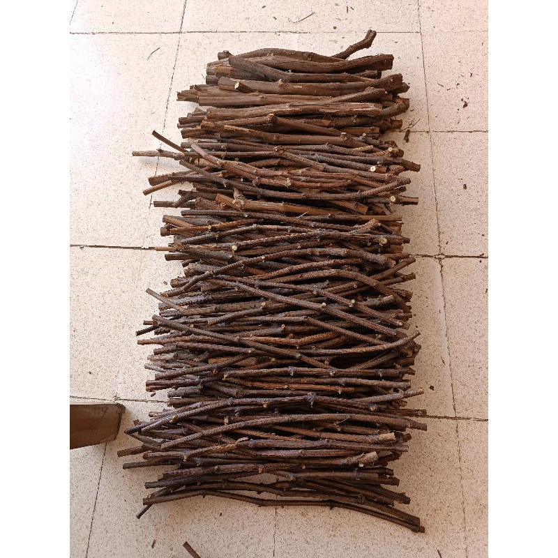 Ramsey rs rootstock import anggur cutting cuting