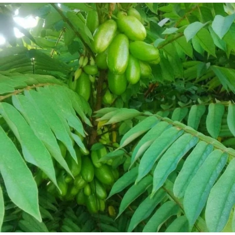 

daun belimbing wuluh segar (100g)