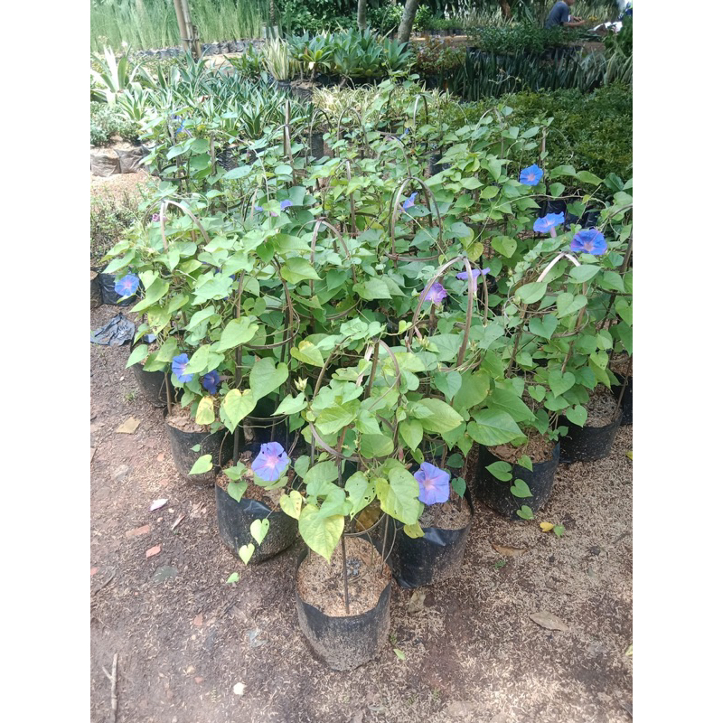 Tanaman rambat morning glory - pohon rambat bunga ungu