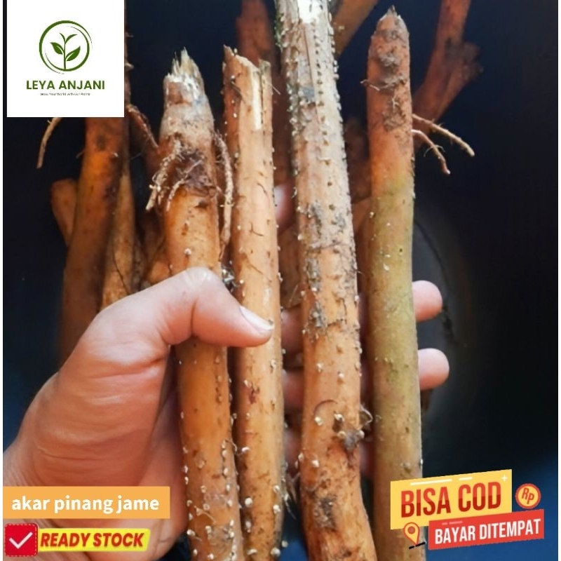 

akar pinang muda/jame segar asli herbal organik 500 graam