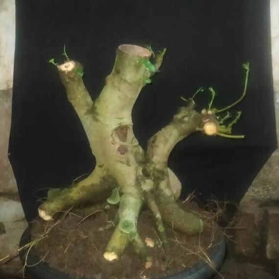Bahan bonsai loa jumbo real pict