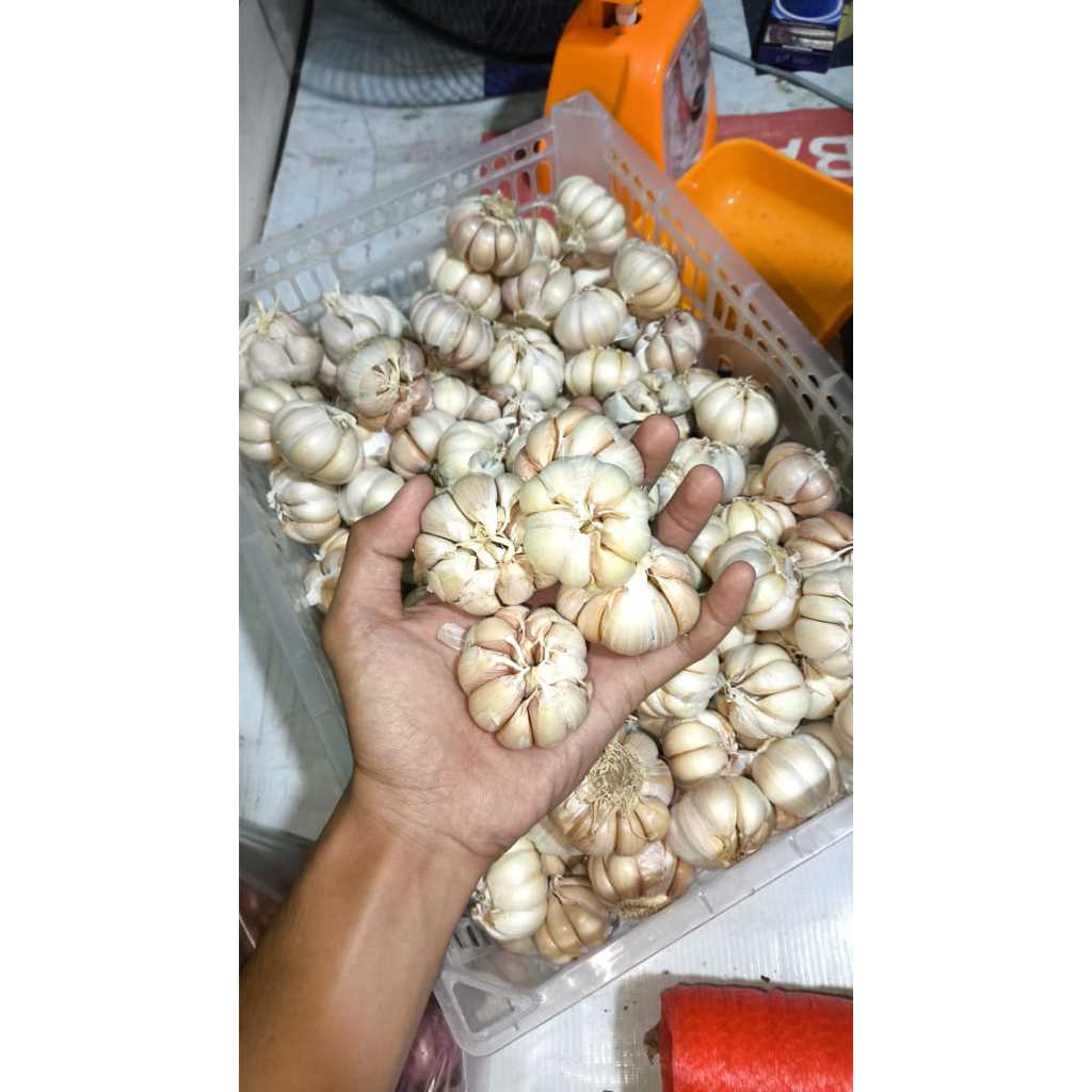 

Bawang Putih Sinco / 1kg Ecer dan Glosir