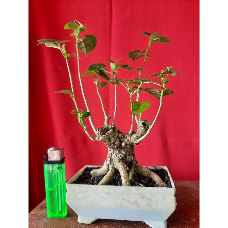 bahan bonsai waru programan bogel