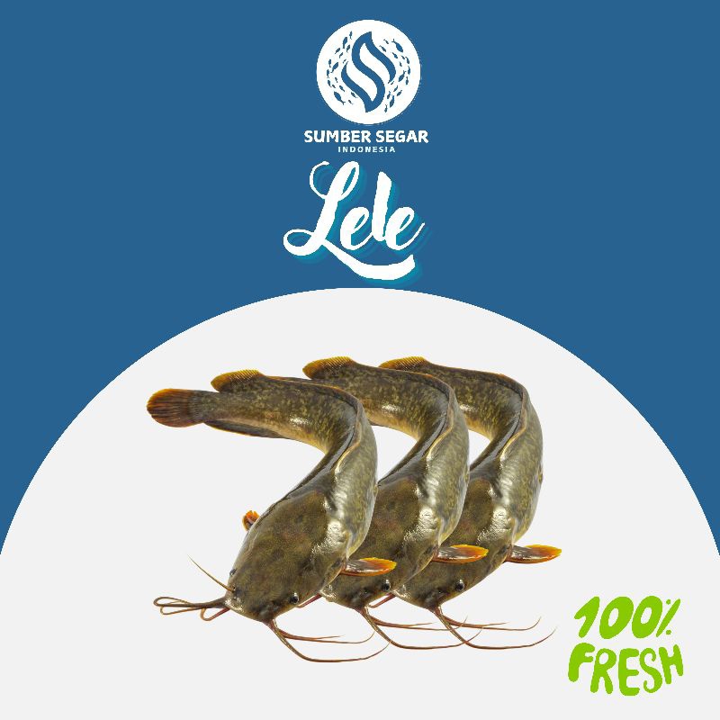 

Ikan Lele Fresh